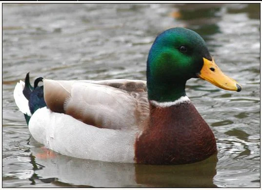 Actual Advice Mallard meme template