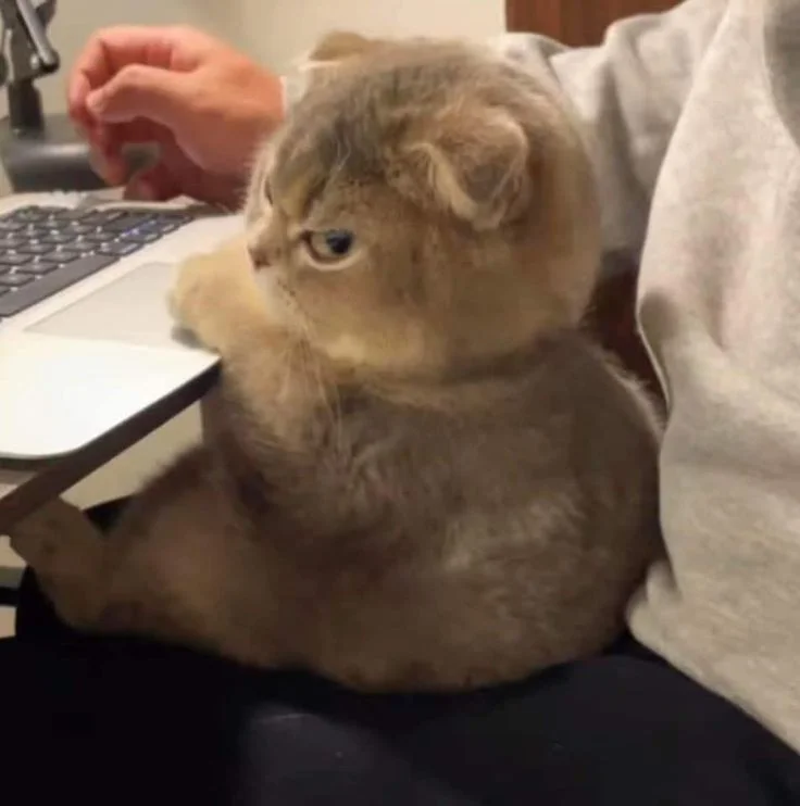 angry cat meme template