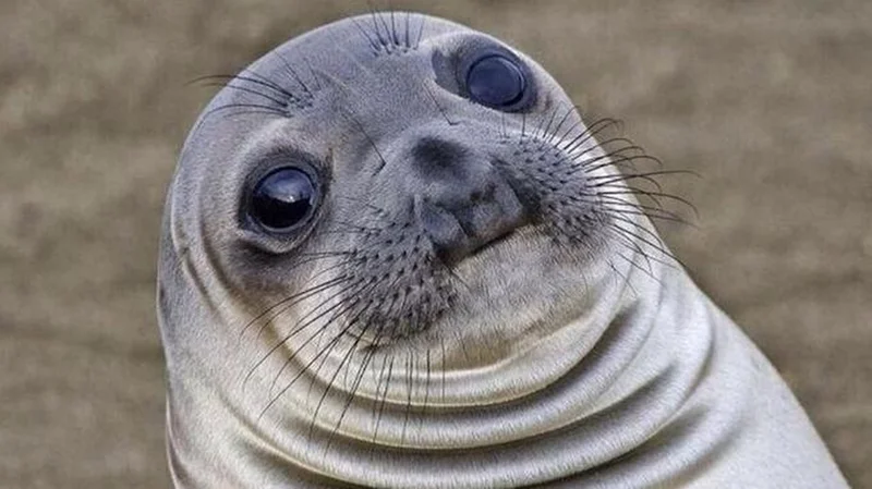 Awkward Moment Seal meme template: an elephant seal pup looking sideways with wide, uneasy eyes
