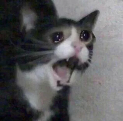 Cat screaming meme template