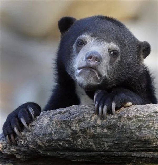 Confession Bear meme template: a melancholy bear sitting with a downcast, guilty expression