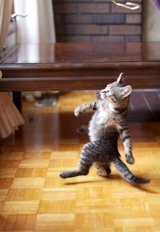 Tabby kitten walking upright on its hind legs like a human