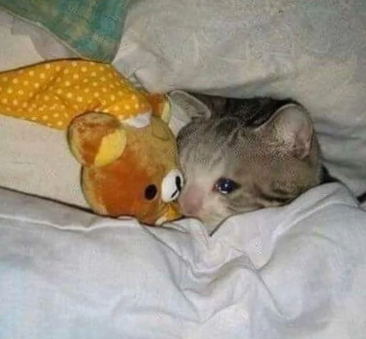Crying Cat Alt meme template