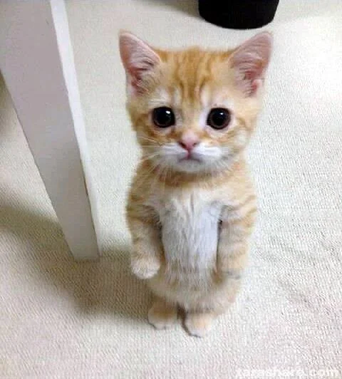 Ginger kitten standing upright with a pleading expression