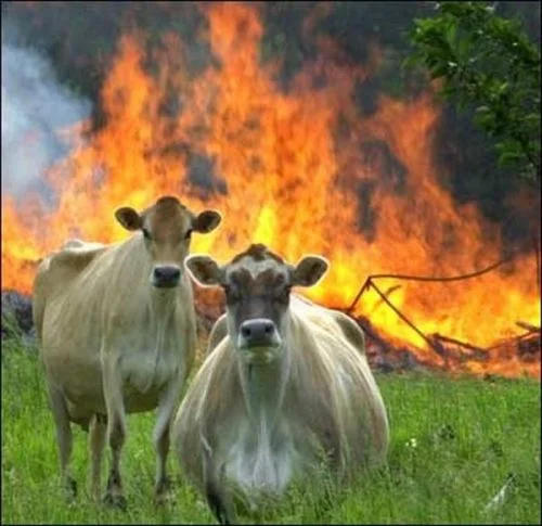 Two calm cows standing in front of a massive fire