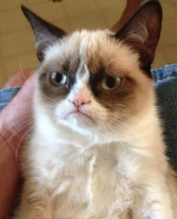 Grumpy Cat meme template: a small cat with a permanent frown sitting with its paws together