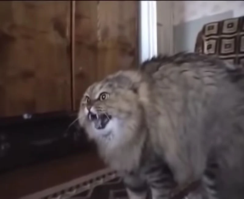 Hissing cat meme template