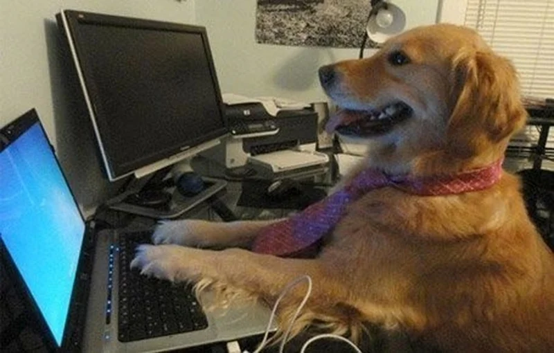 I Have No Idea What I'm Doing meme template: a golden retriever in a tie sitting at a desk with a laptop