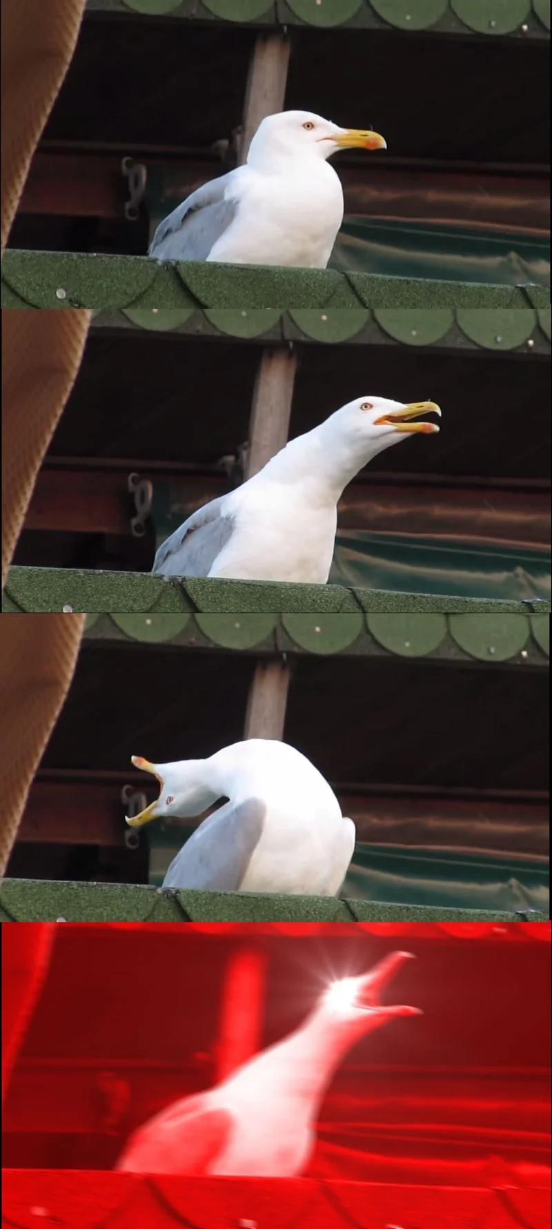 Inhaling Seagull meme template: a seagull drawing in a huge breath before screaming, then mid-scream