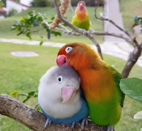 Jealous bird meme template