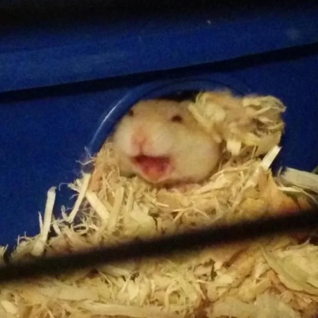 Laughing Hamster meme template