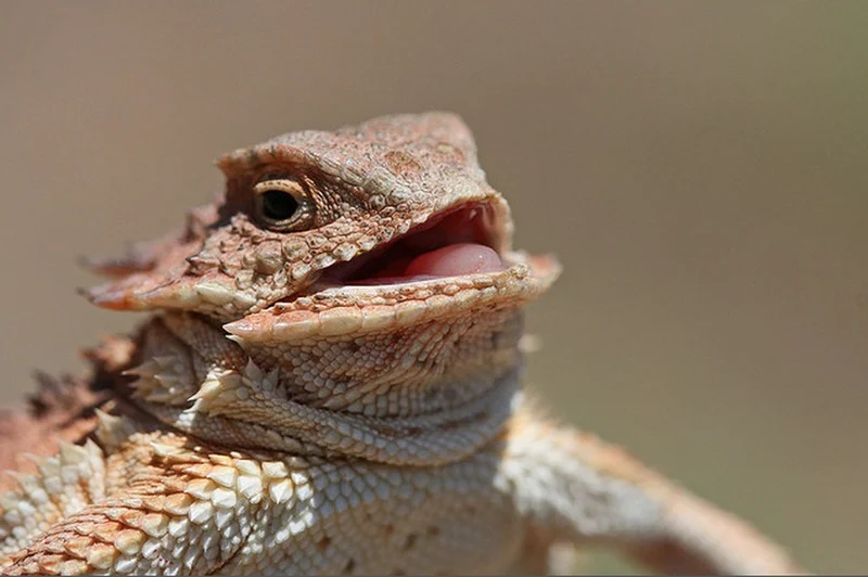 Laughing Lizard meme template: a horned lizard with a mouth open in what looks like a chuckle