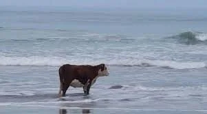 Lonely cow meme template