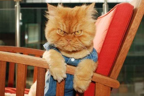 mad cat meme template