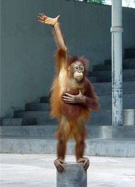 Monkey Raising Hand meme template