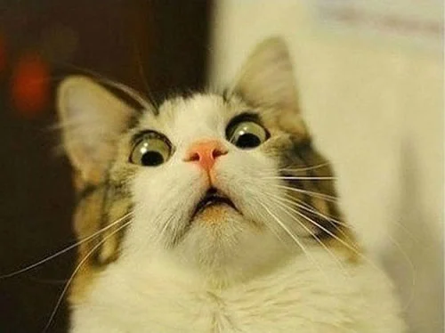 OMG cat meme template
