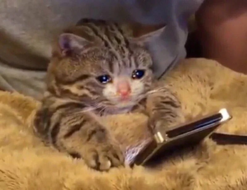 Sad Cat Phone meme template