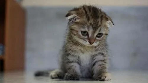 Sad Kitten meme template