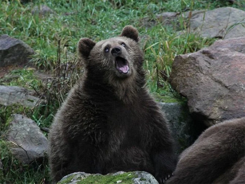Sarcastic Bear meme template: a brown bear looking up with its mouth open in mock astonishment