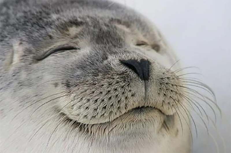 Seal of Approval meme template: a smiling seal looking delighted