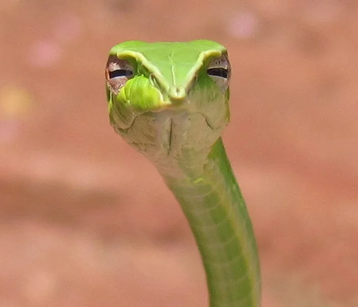 Skeptical Snake meme template: a green vine snake staring directly at the camera with narrowed eyes