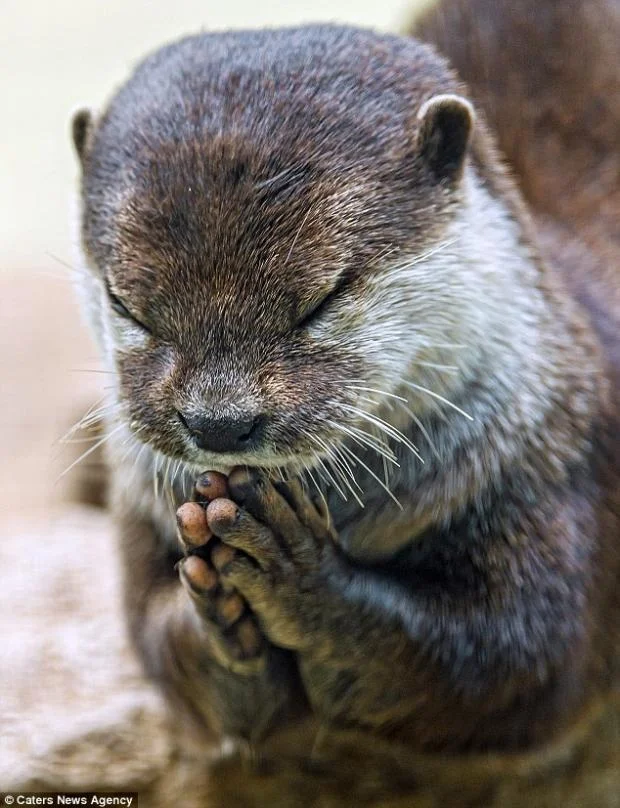 Thank You Lord Otter meme template
