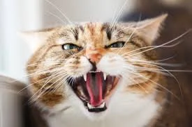 The Hissing Cat meme template