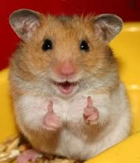 Thumbs Up Hamster meme template