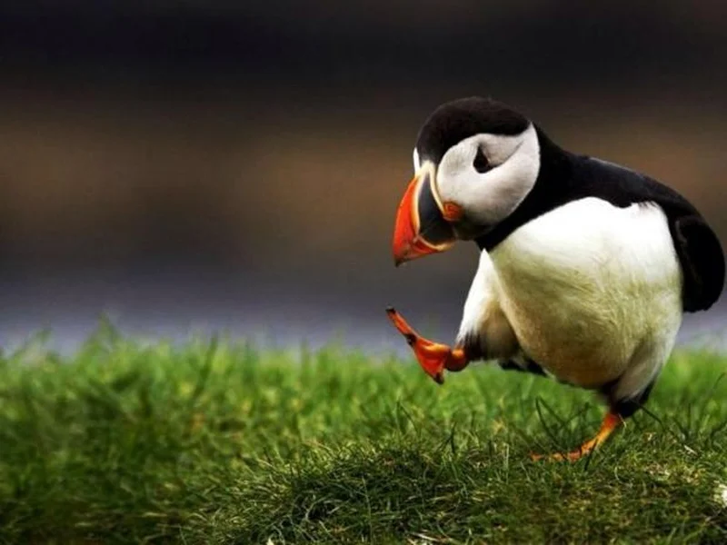Unpopular Opinion Puffin meme template: a puffin standing against a split blue and red background