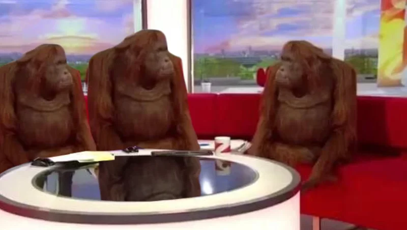 where monkey meme template: orangutans dubbed by the BBC looking bewildered
