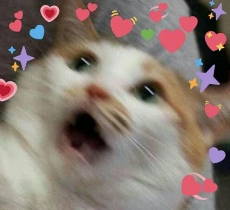 wholesome cat meme template